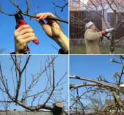 Обрезка деревьев в Воронеже