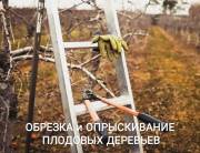 Обрезка деревьев в Воронеже и обработка от насекомых