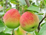 Крупномеры яблони оптом и в розницу