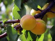 Крупномеры абрикоса по низким цена от производителя