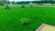 Газон посевной в Медовке и газон рулонный Медовка, посев газона в Воронежской области