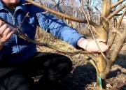 Обрезка плодовых деревьев Медовка и опрыскивание деревьев в Медовке в Воронежской области