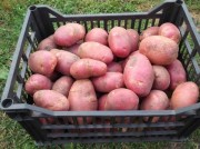 Продаю молодой картофель оптом в Краснодарском крае