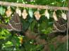 Высоко рентабельный бизнес ферма Живых Тропических Бабочек