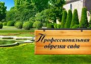 Обрезка деревьев Нововоронеж и опрыскивание от вредителей в Нововоронеже Воронежской области