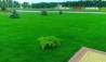 Газон посевной в Медовке и газон рулонный Медовка, посев газона в Воронежской области