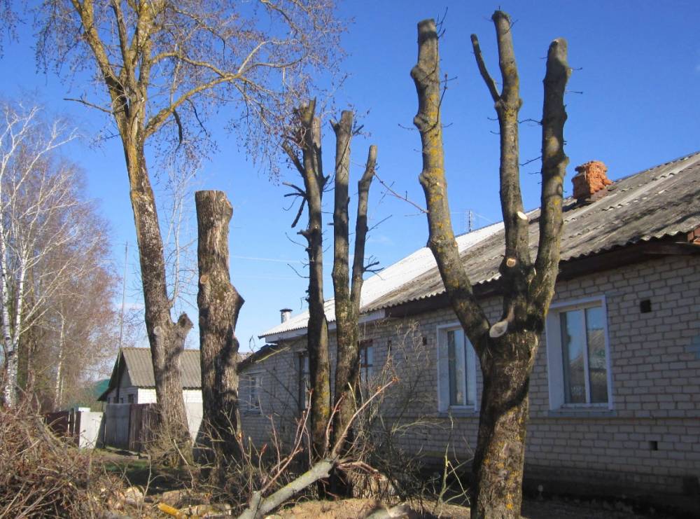 Вырубка дерево Бабяково и Расчистка участок