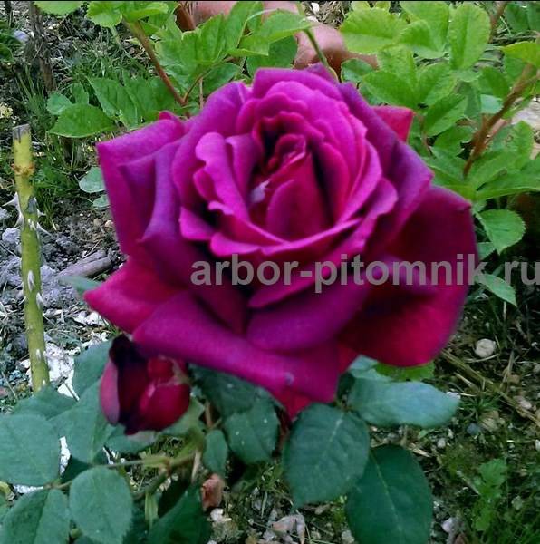 Саженцы кустовых роз из питомника, каталог роз в большом ассортименте
