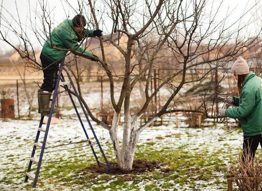 Обрезка деревьев осенью по области Воронежа Отрадное обрезка деревьев цена