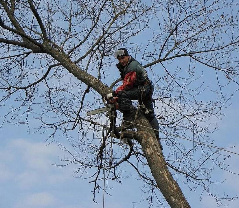 Спиленные ветки в Подклетном Воронежской области спилить деревья домом