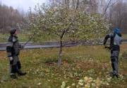 Формовочная обрезка деревьев по области Воронежа Подклетное летняя обрезка плодовых деревьев